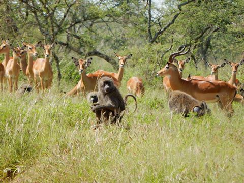 12642622_477061742485881_8846405204475333351_n