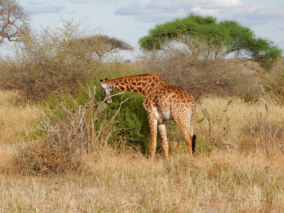Giraffe1